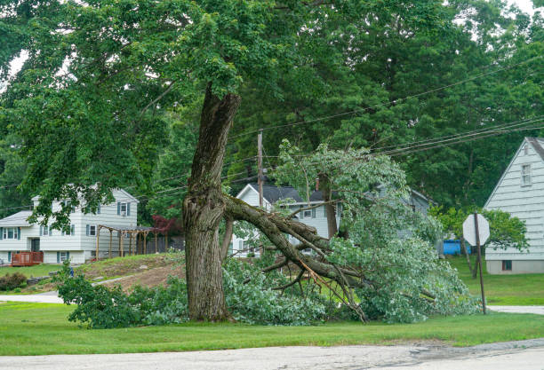 Best Fruit Tree Pruning  in Terre Hill, PA